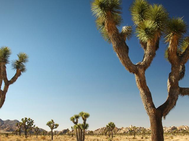 Joshua trees in the Nevada desert.