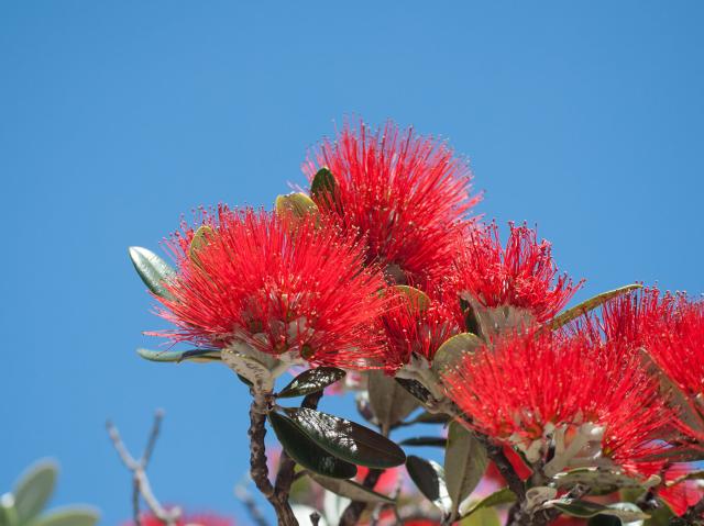 New Zealand Christmas Tree flowers