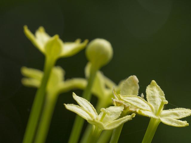Alula, Cabbage on a Stick in bloom.