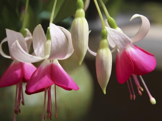A group of pink and white fuchsia flowers.