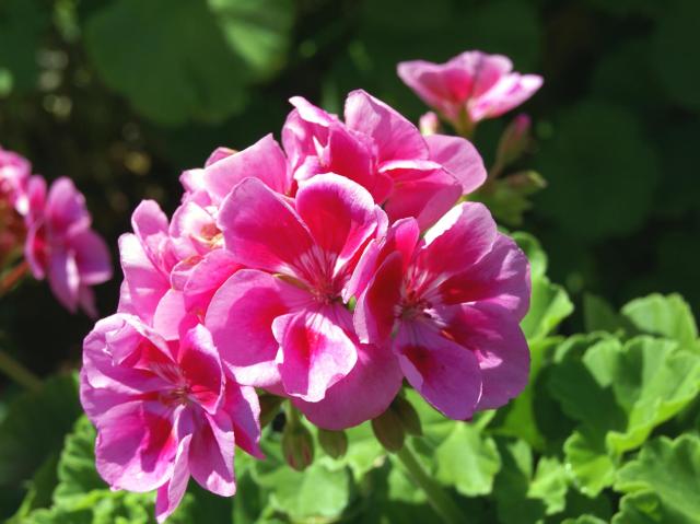 A pink geranium.