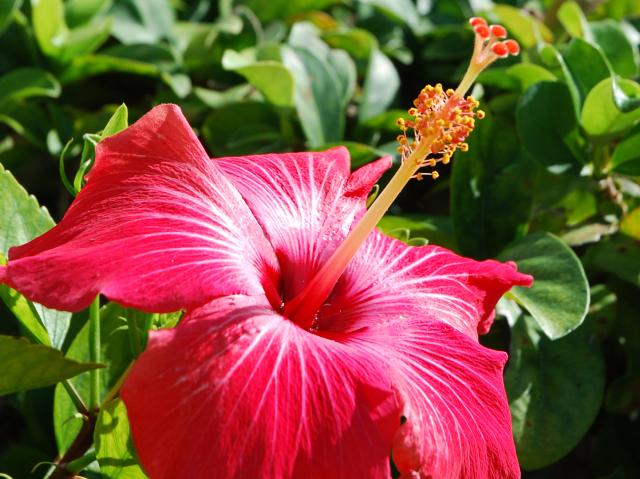 A red hibiscus flower.
