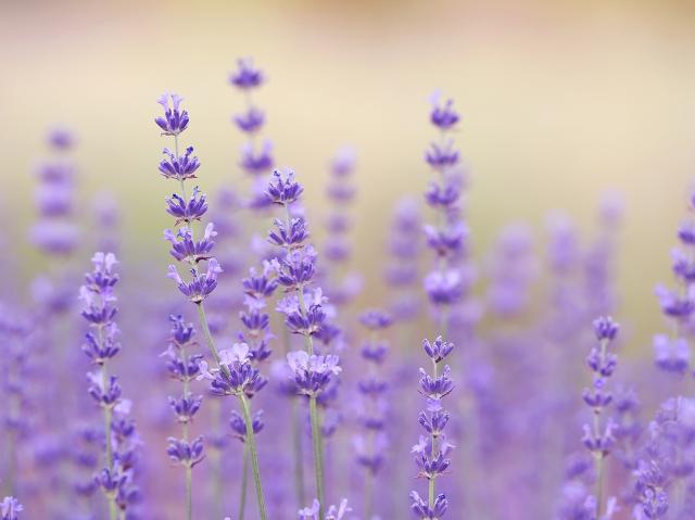Lavender in a field.