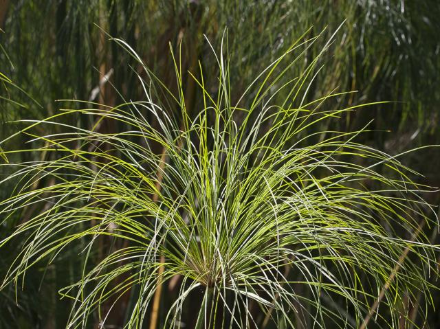 A Papyrus tree.
