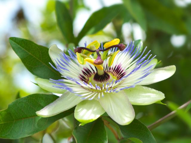 The open bloom of a purple and white Passion Vine.