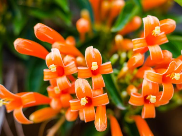 Red Vine shown in bloom.