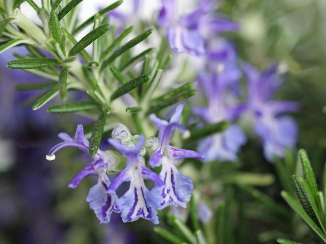 Rosemary with purple flowers showing.