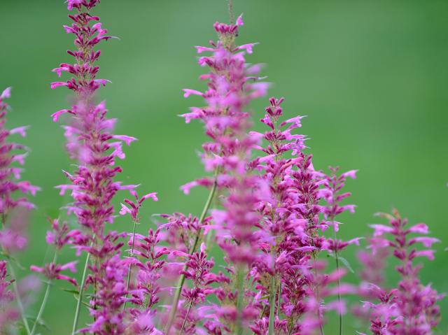 Purple flowers on a sage.