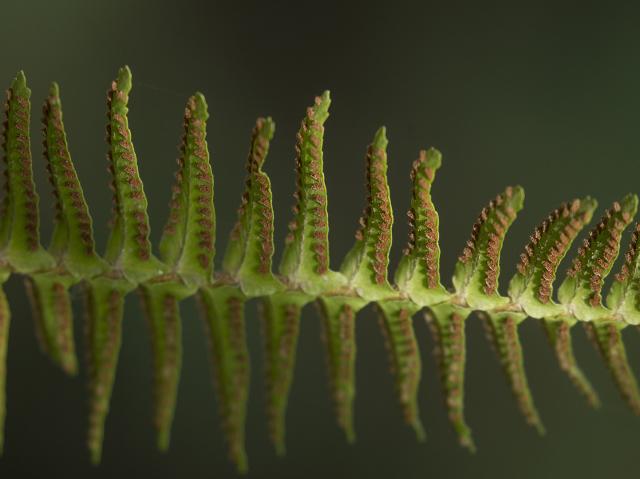 A Western Sword fern.