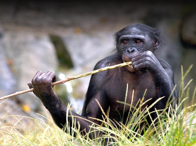 Bonobo