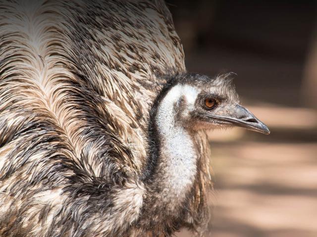Emu crouching low and looking to the right