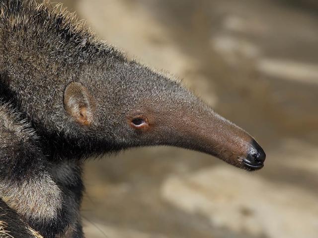 A baby giant anteater rides on its mother's back