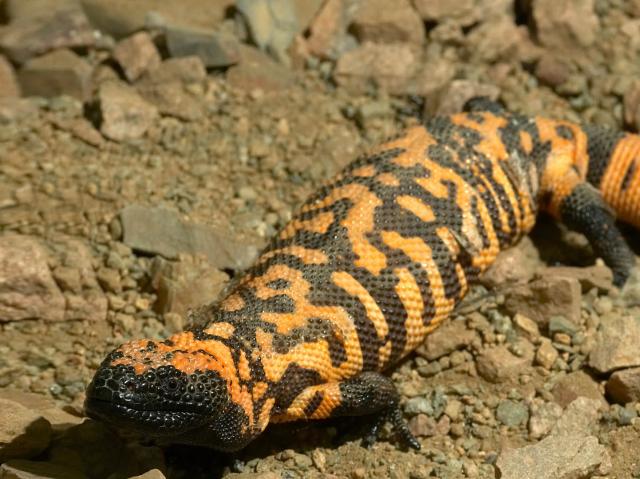 Gila monster crawling along rocky brown dirt