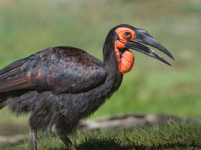 Southern Ground hornbill