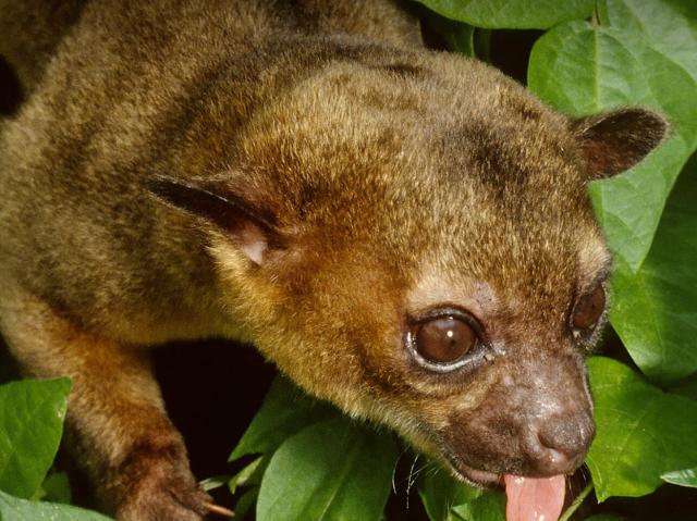 Kinkajou climbing down leaves, sticking its tongue out.