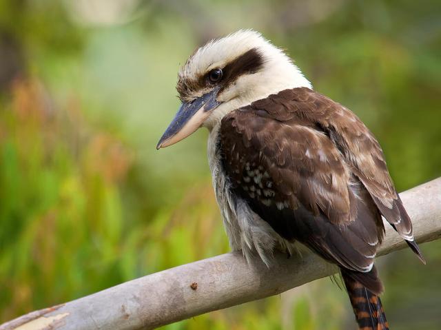 Kookaburra sitting in an old gum tree