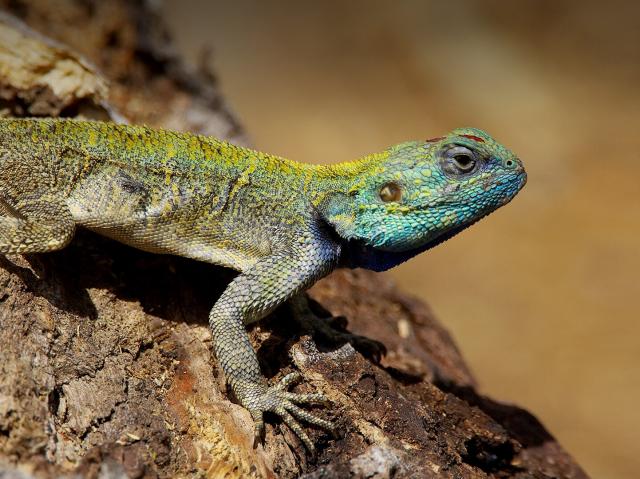 Green-headed tree agama lizard
