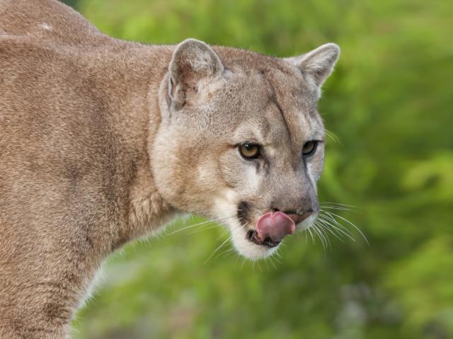 mountain lion licking lips