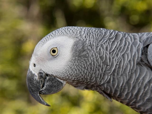 African grey parrot