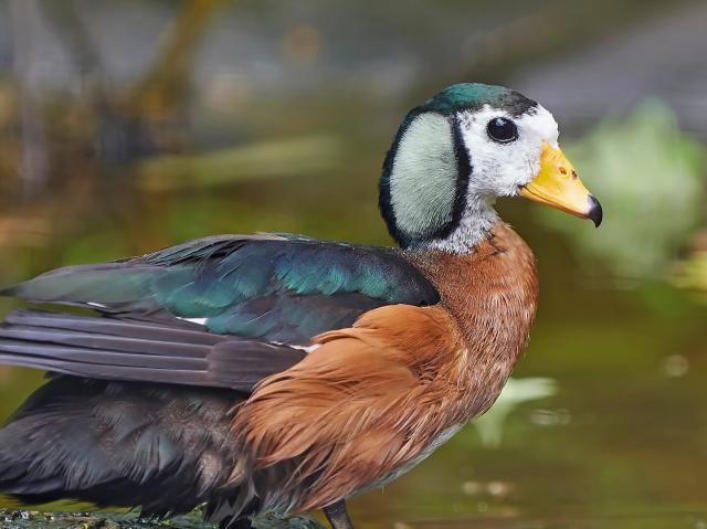 African pygmy goose enjoys a day at the lake