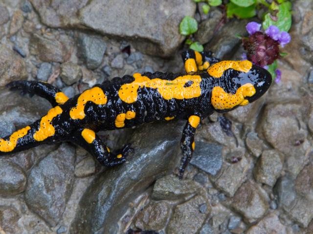 Fire salamander
