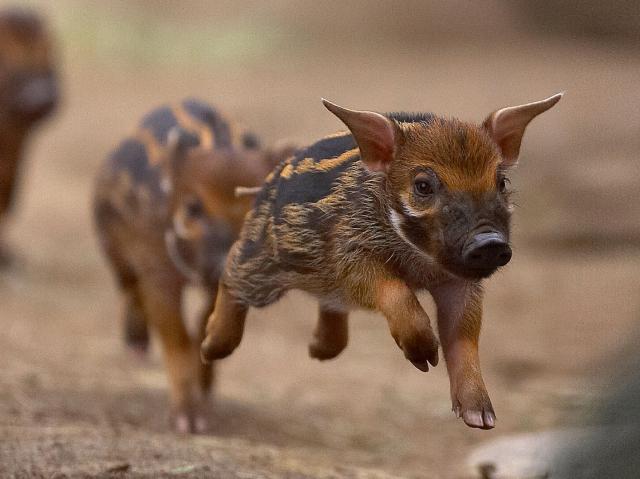 Red River Hog piglets
