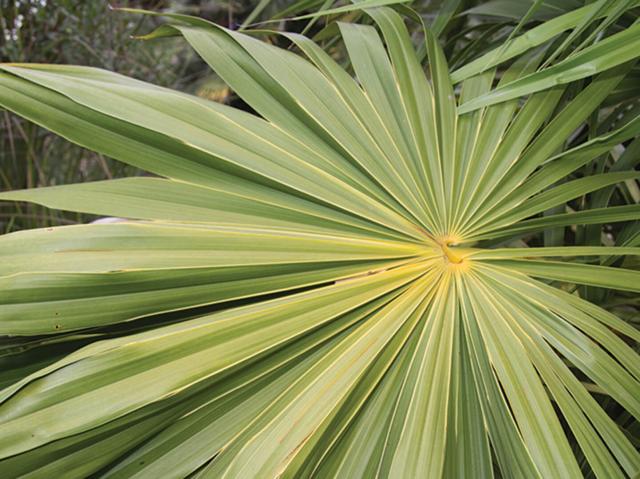 Close up of a fan palm frond.