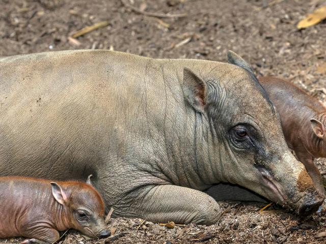 Barbirusa and two piglets lay near a mud pit