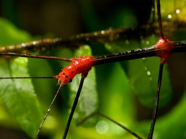Peruvian fire stick insect on a leafy branch