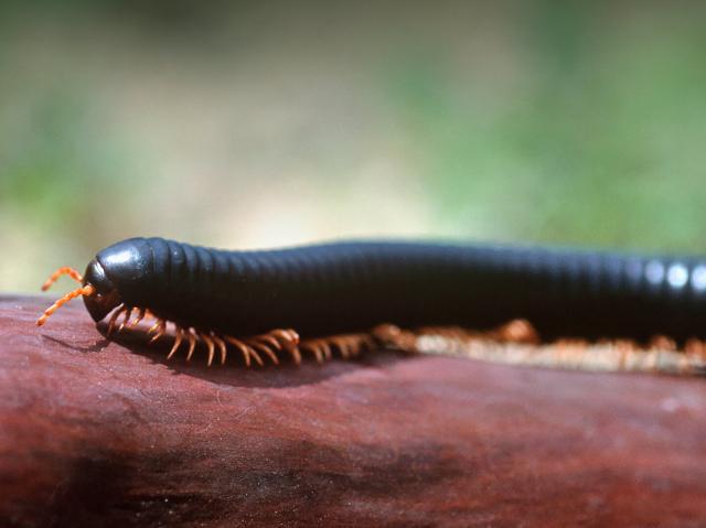 Giant African millipede walking along a wood branch
