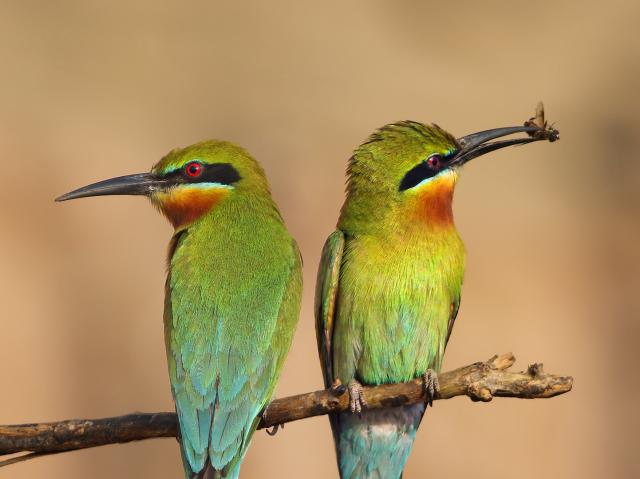 A pair of bee-eaters sitting on a branch, the right-hand bird holding a bee in its beak.