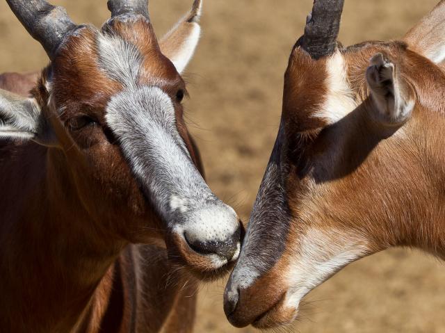 A bontebok nuzzles another's muzzle.