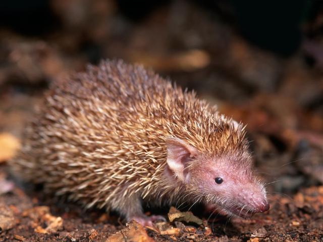 A tiny tenrec standing on soil and dried leaves.