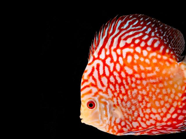 Orange discus fish cichlid