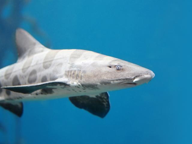 Leopard shark swimming in a blue tank