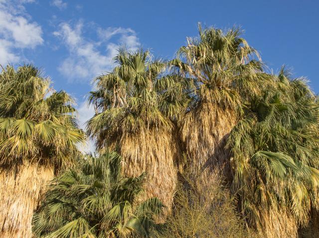A group of California fan palms against a blue sky
