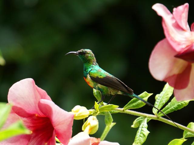 Male beautiful sunbird