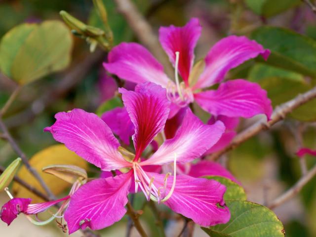 Hong Kong orchid tree blooms