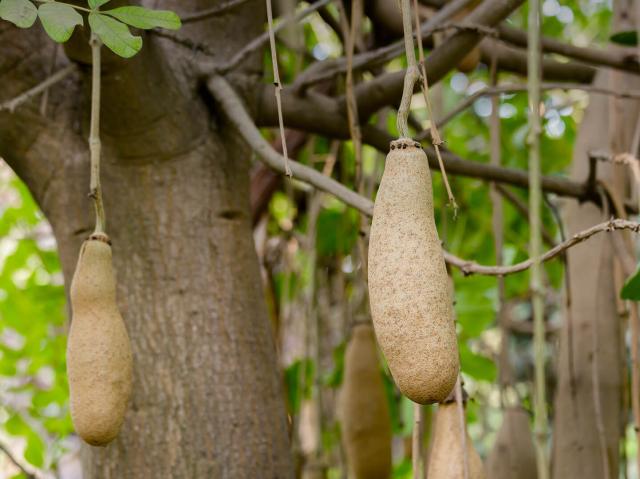 Sausage tree fruit