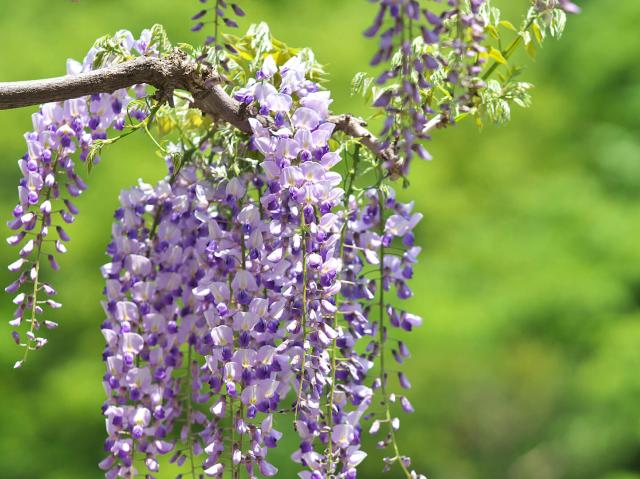 Japanese wisteria