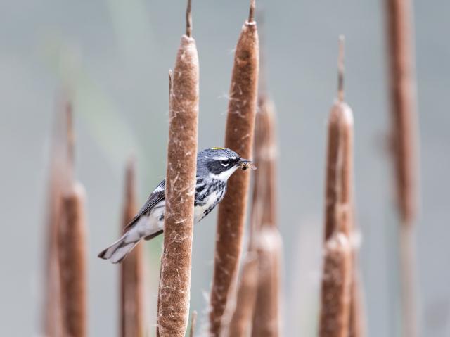 Yellow-rumped warbler with a bee in its beak sitting on a cattail in B.C. Canada