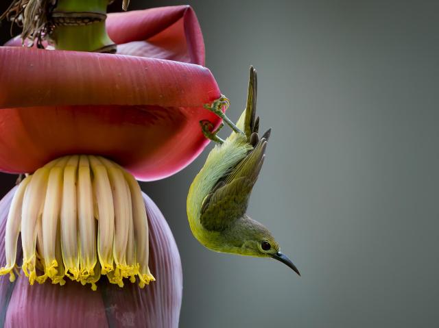 Little green sunbird on banana flower