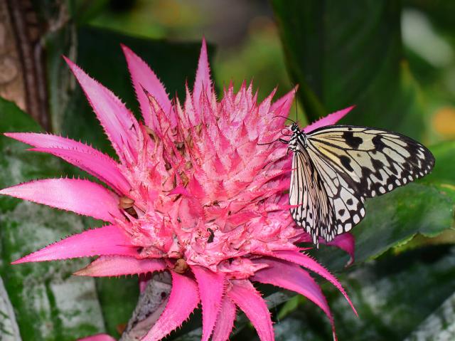 Butterfly sitting on a bright pink bromeliad flower