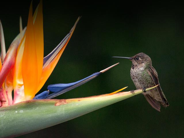 Hummingbird sitting on a bird-of-paradise flower