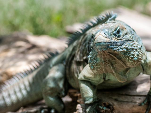 Grand Cayman Blue Iguana