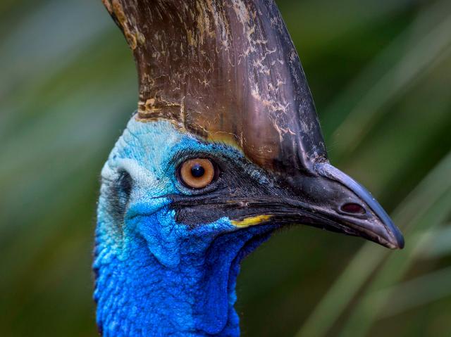 Southern Cassowary