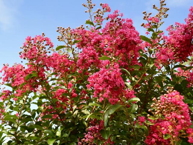 Crape myrtle tree covered in pink blossoms