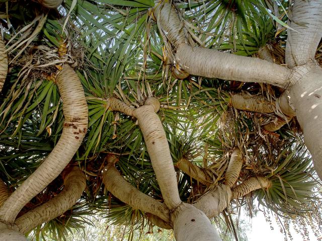 Looking up from under three dragon trees