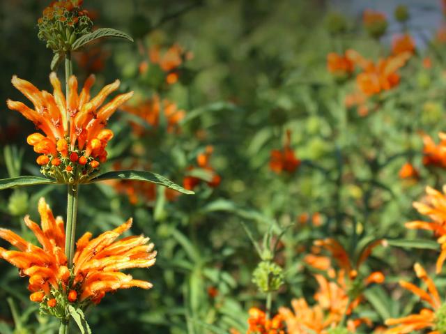 Lion's tail flowers growing as a shrub