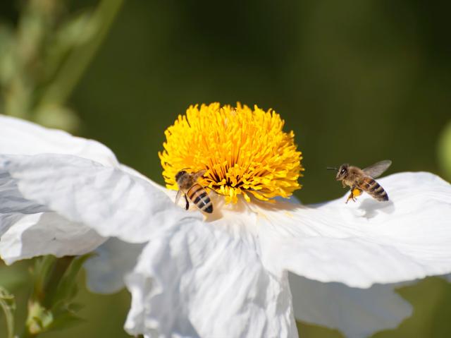 Two honeybees visiting a matilija poppy